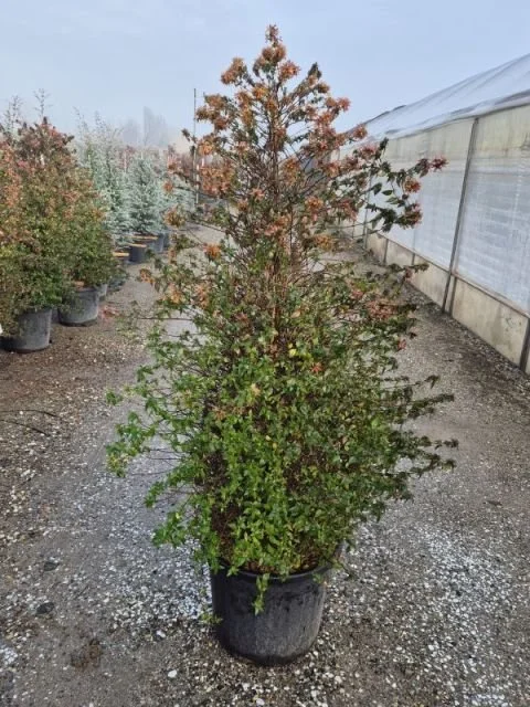 ABELIA GRANDIFLORA.jpg