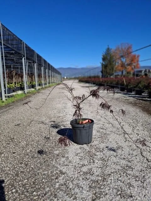 ACER PALMATUM DISSECTUM GARNET.jpg