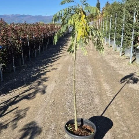 ALBIZIA JULIBRISSIN.jpg
