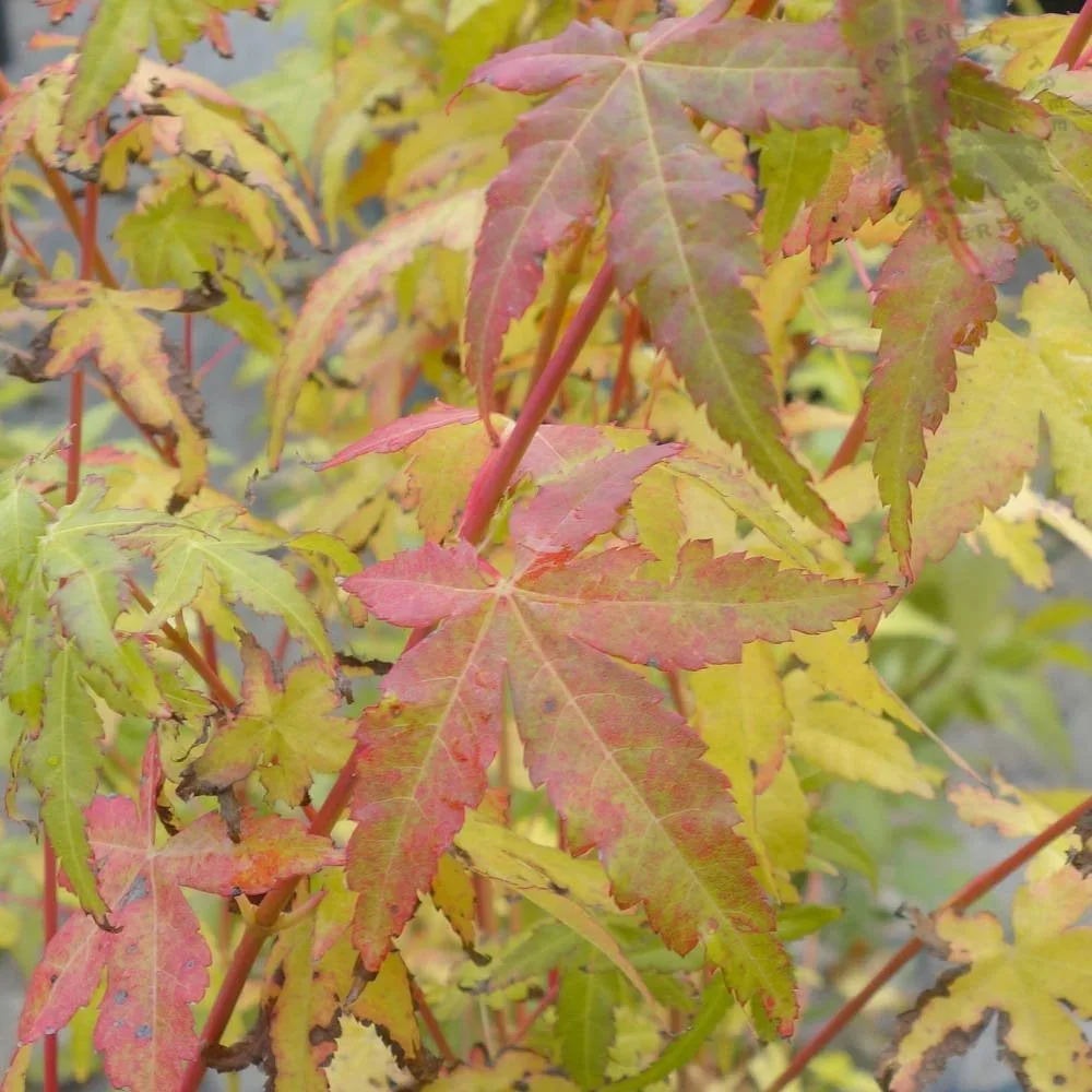 acer-palmatum-bi-ho-tree-p1199-8492_image.jpg.webp