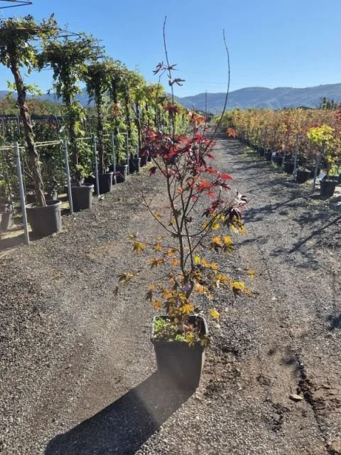 ACER PALMATUM BLOODGOOD3.jpg