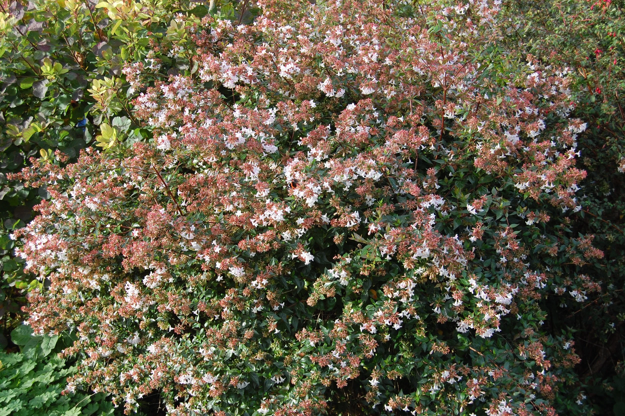 abelia-x-grandiflora.jpg