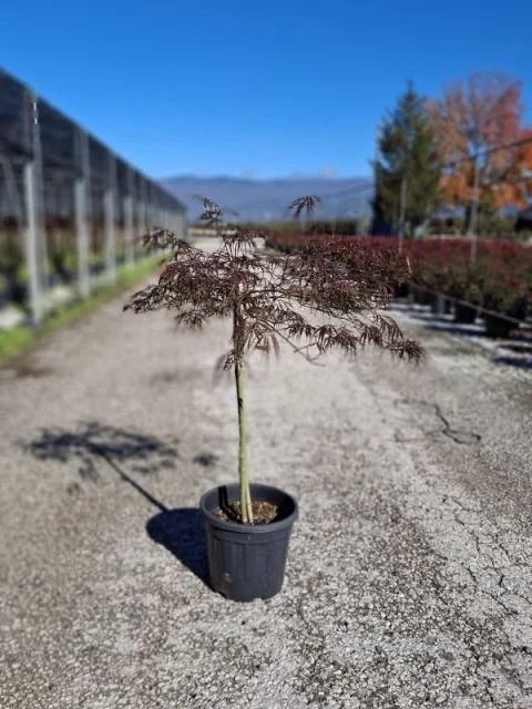 ACER PALMATUM DISSECTUM GARNET2.jpg