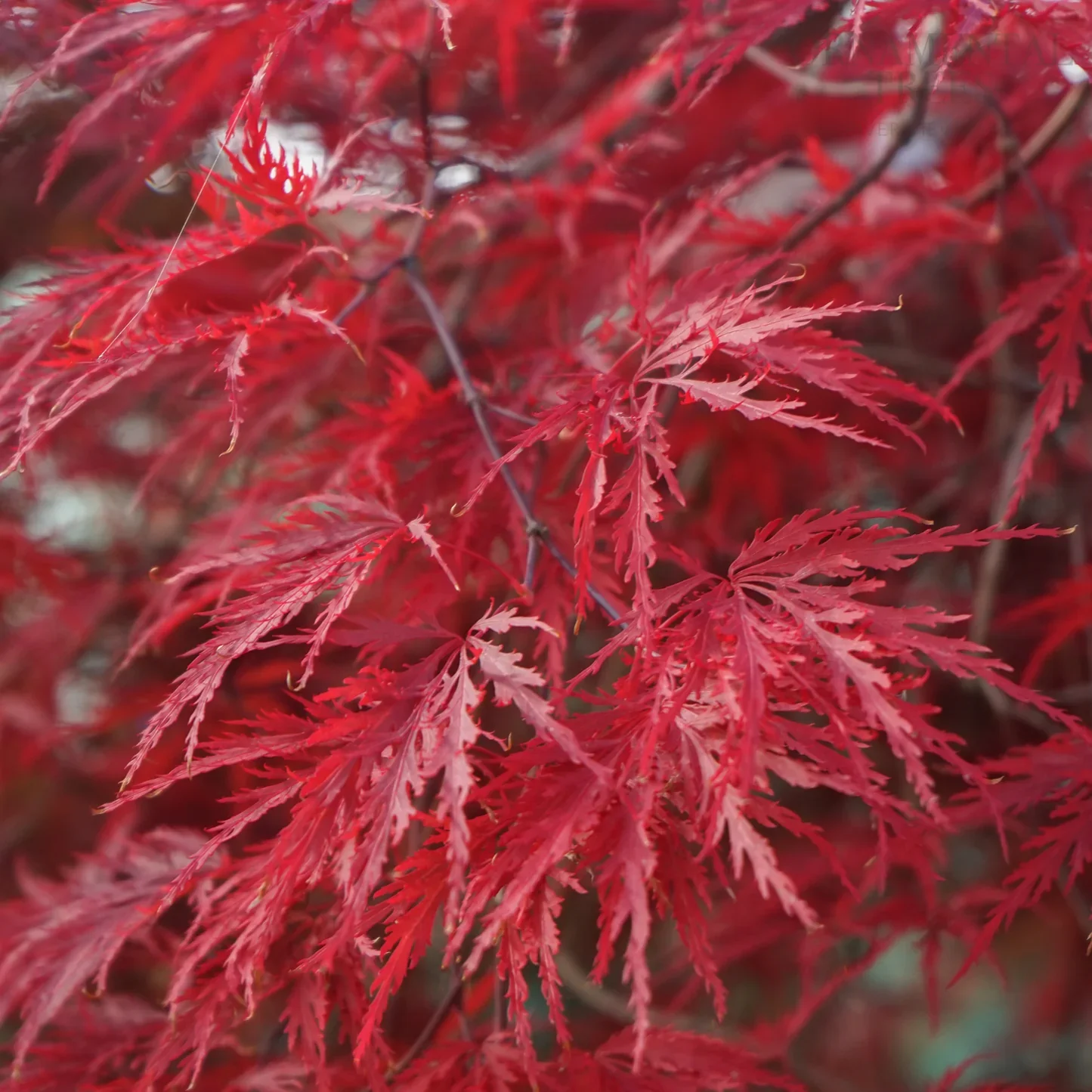 Acer_Palmatum_Garnet_sq_1.jpg.webp