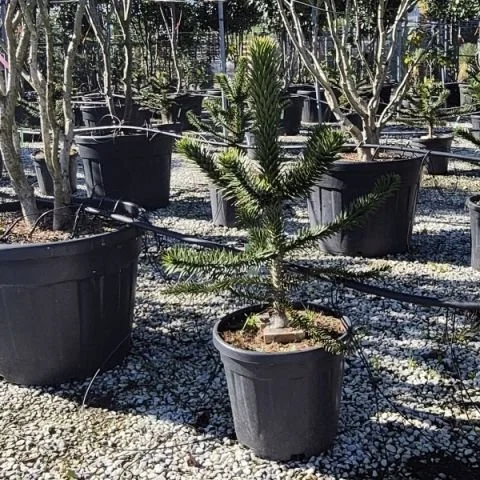 ARAUCARIA ARAUCANA.jpg