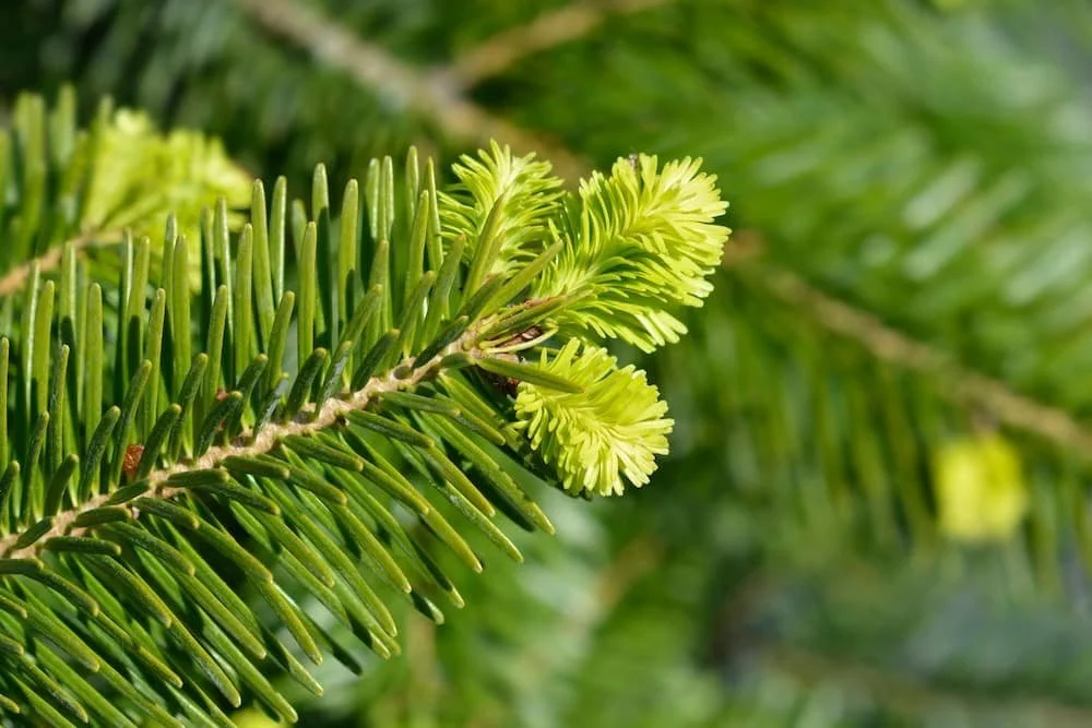 nordmann-fir-tree-saplings-abies-nordmanniana-p59-352_image.jpg