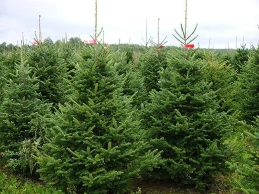 ABIES NORDMANNIANA3.jpg