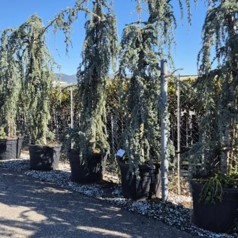 CEDRUS ATLANTICA GLAUCA PENDULA 3.jpg