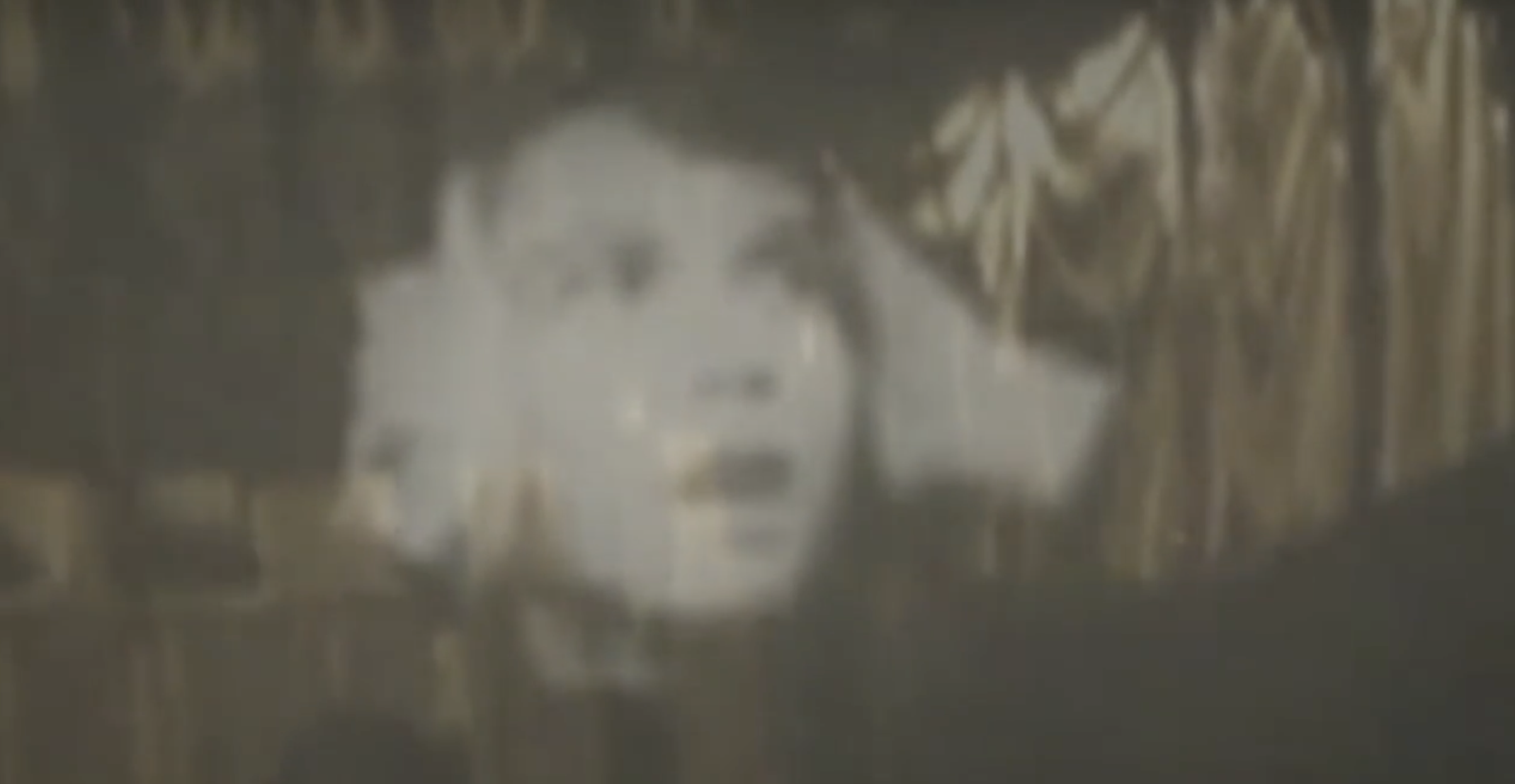 ENDLESS PALMS VIDEO STILL