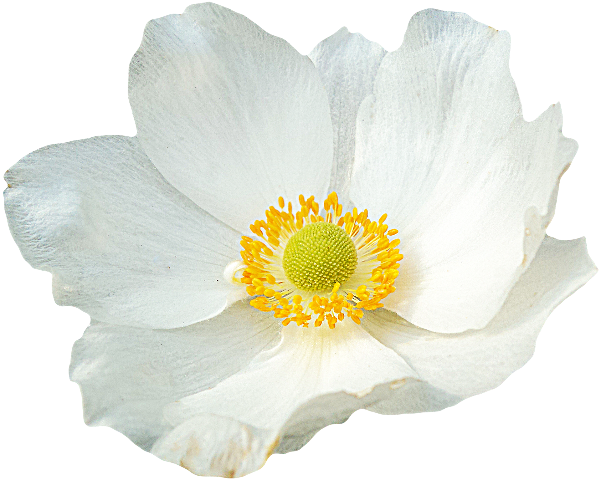 Close-up of a white flower with yellow stamens and a green center, isolated on a transparent background.