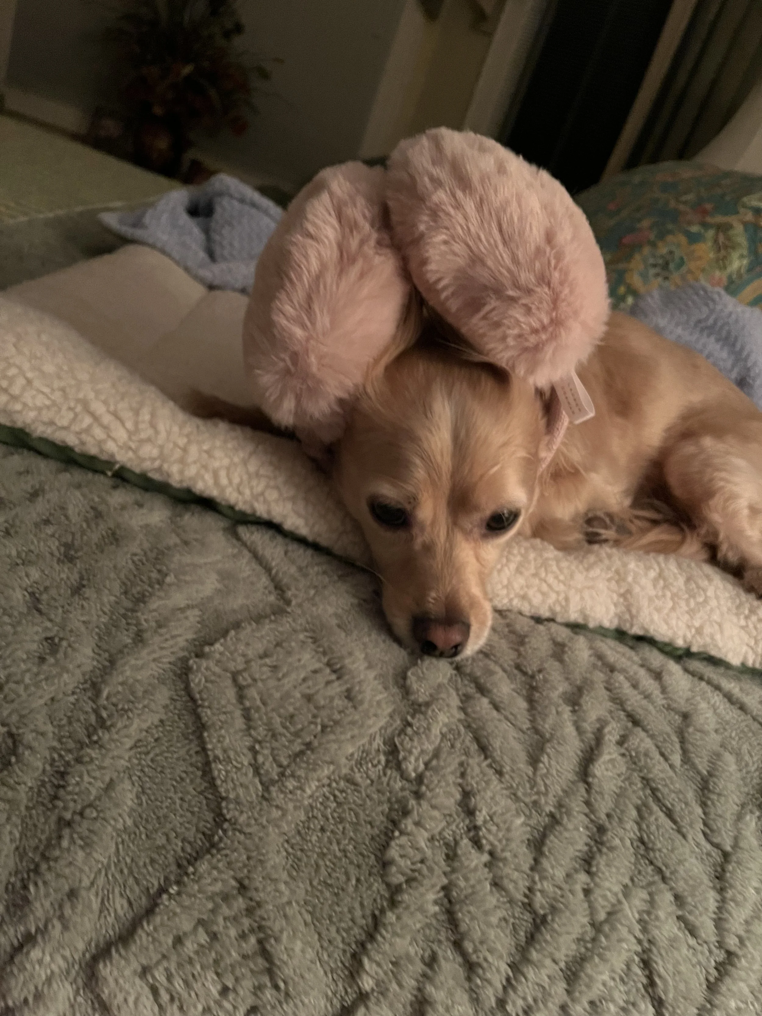 IMG_3421 ann.jpeg
