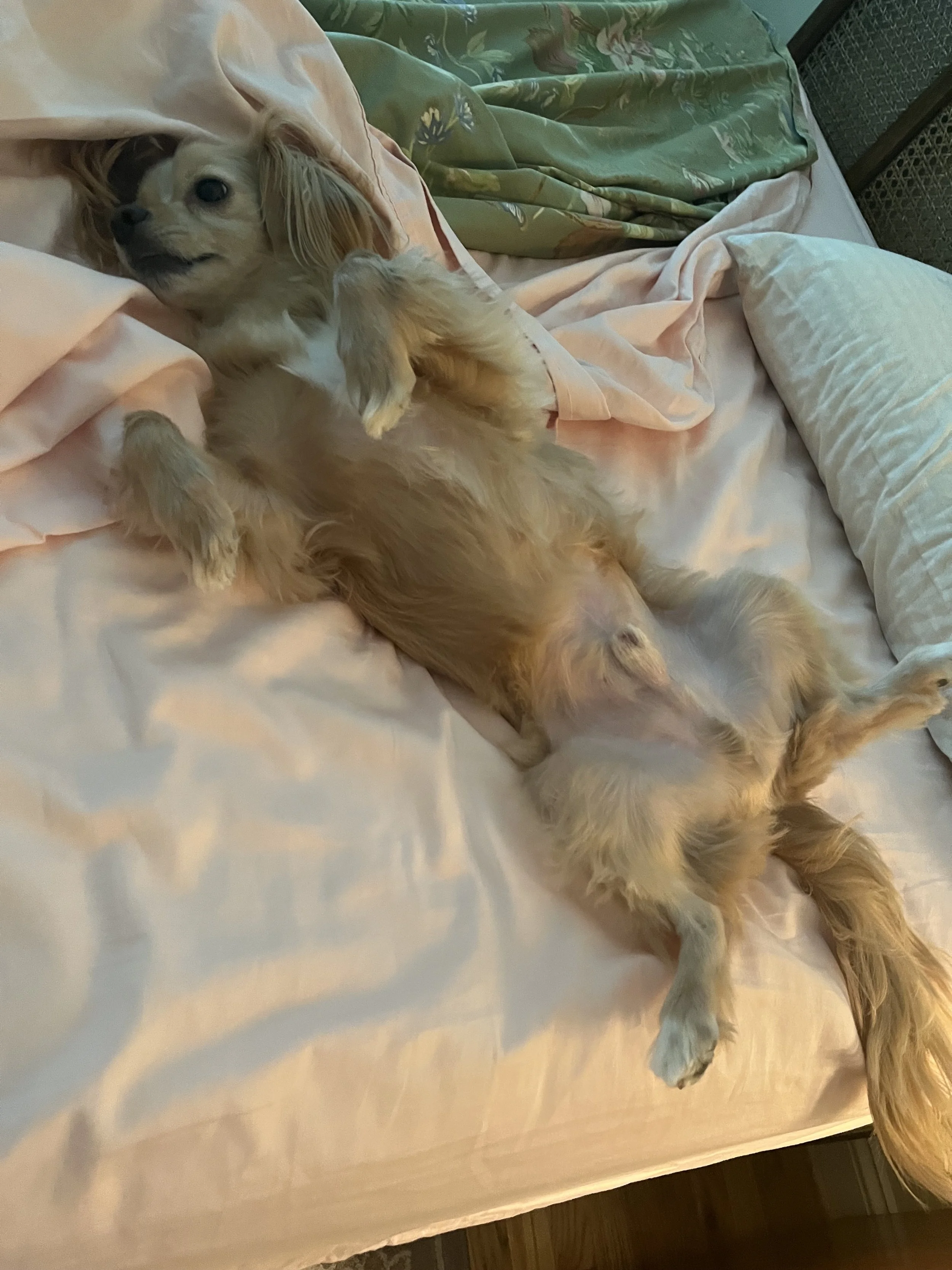 IMG_2675 ann.jpeg