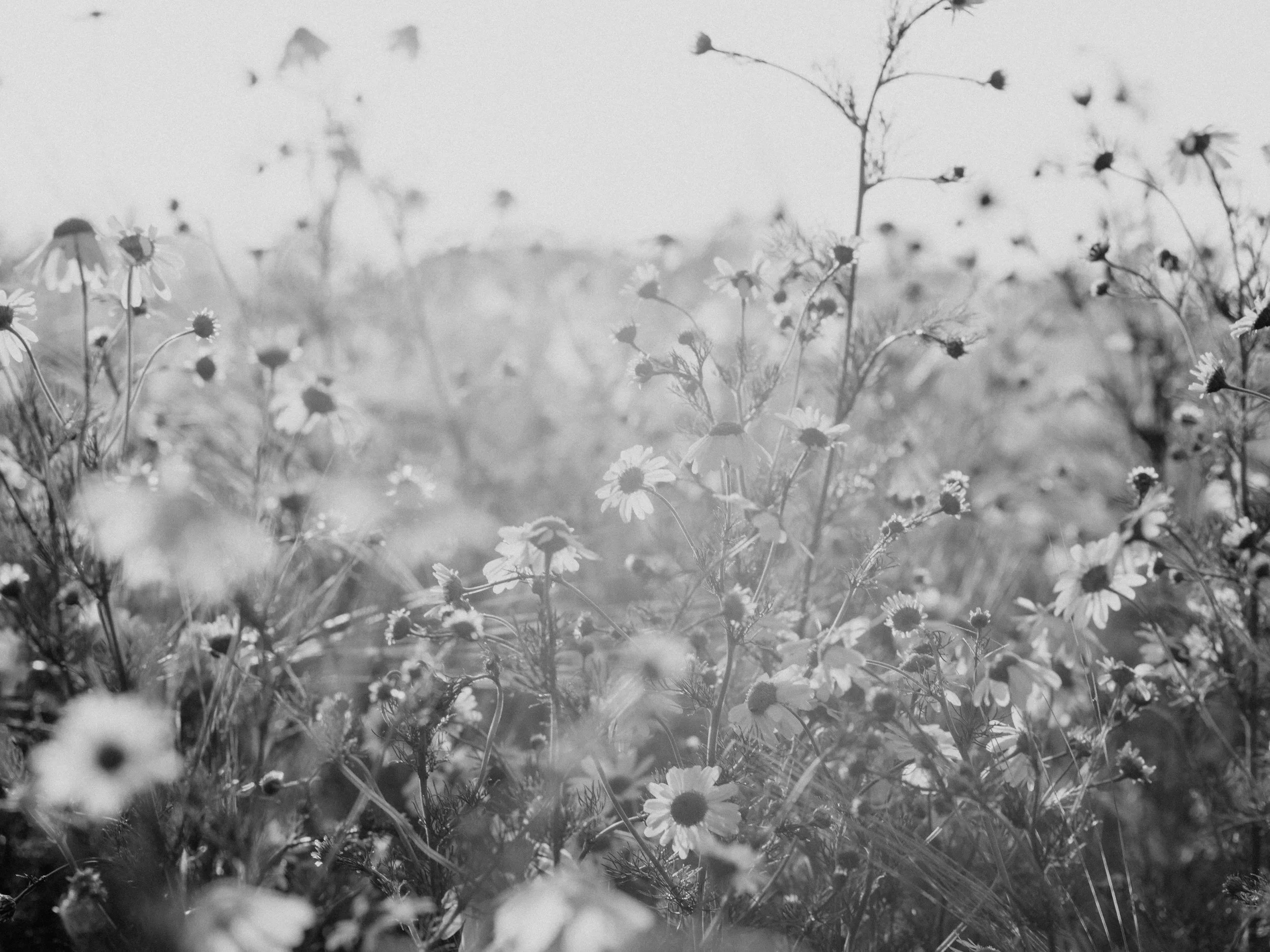 Black and white photograph of a field of daisies with some taller plants and a slightly blurry background.