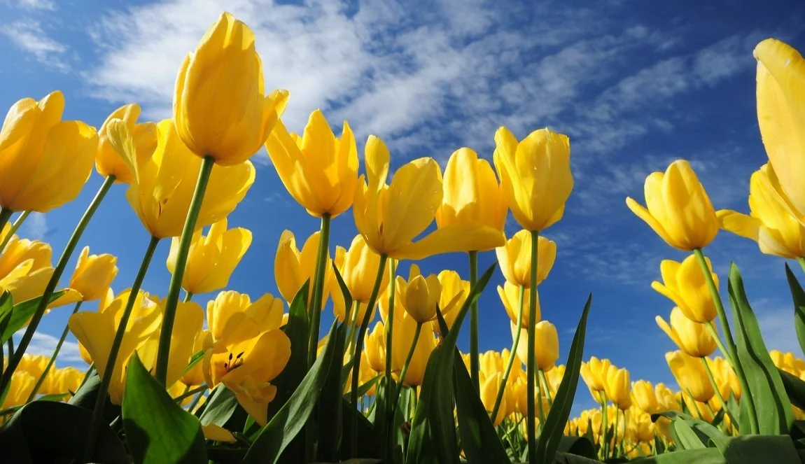 Yellow tulips blooming under a blue sky with some clouds.