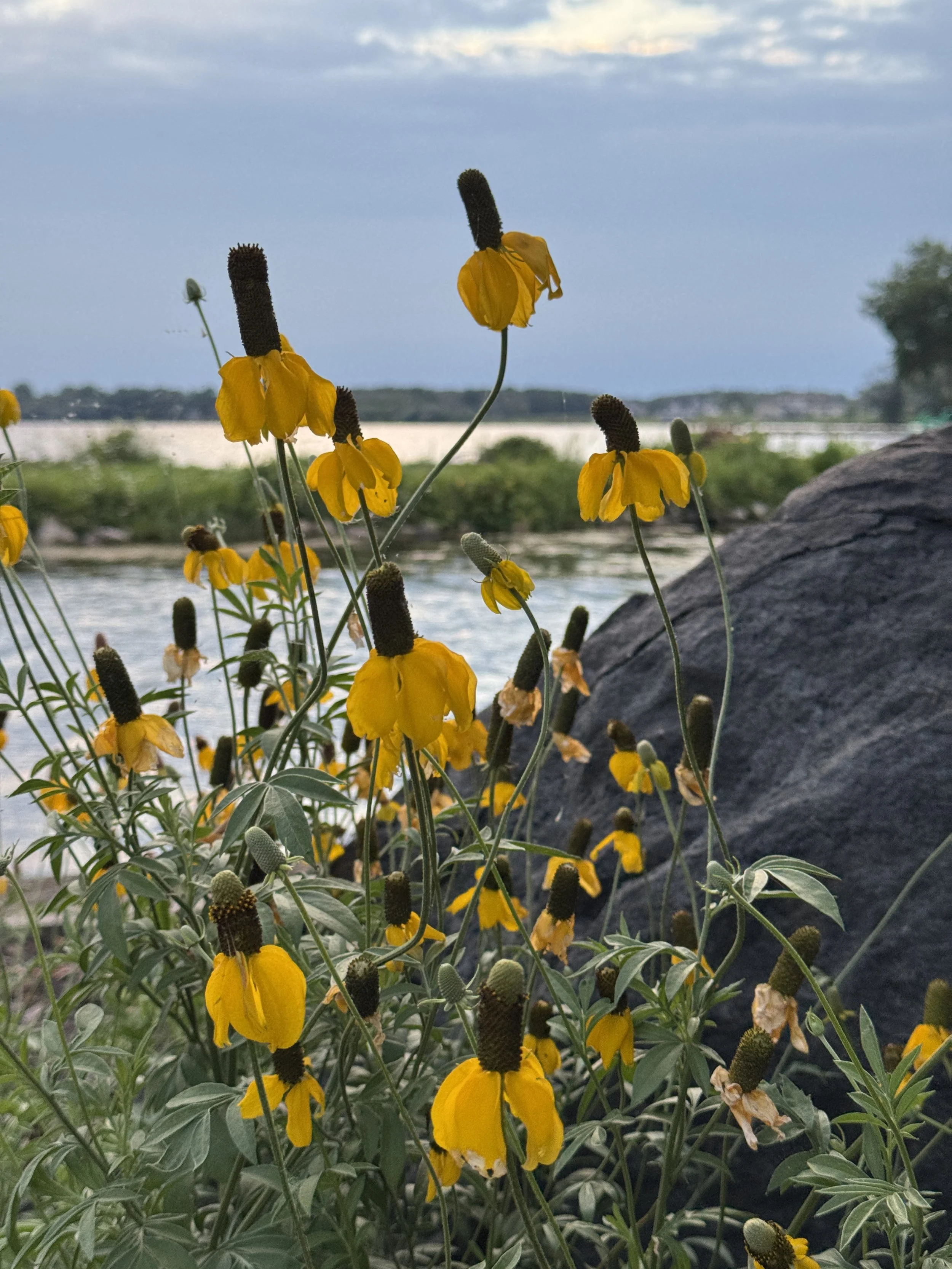 Yellow wildflowers near a large rock by a Wisconsin lake and river with an overcast sky in the background. Lake Butte des Morts landscaping.