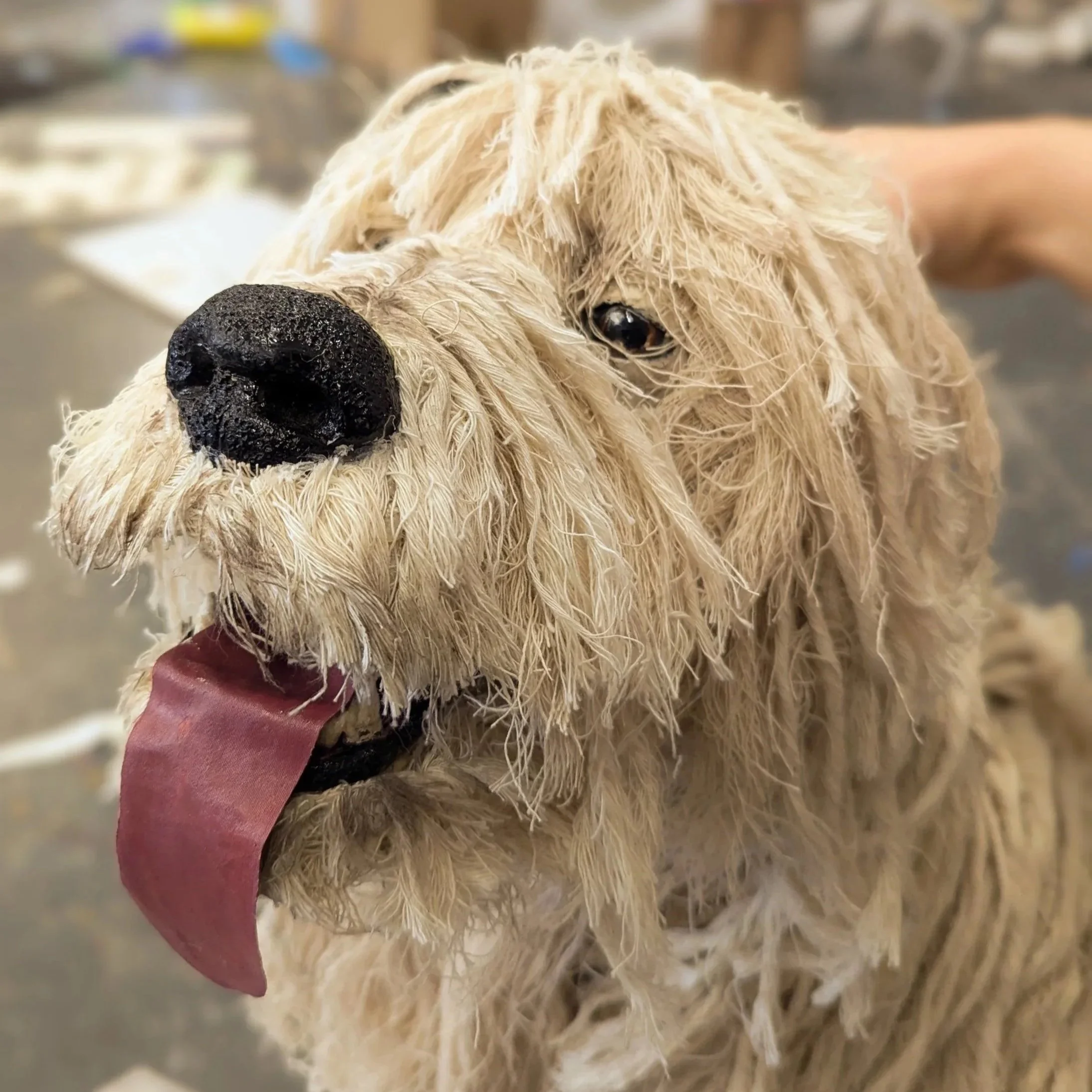 Monty the dog