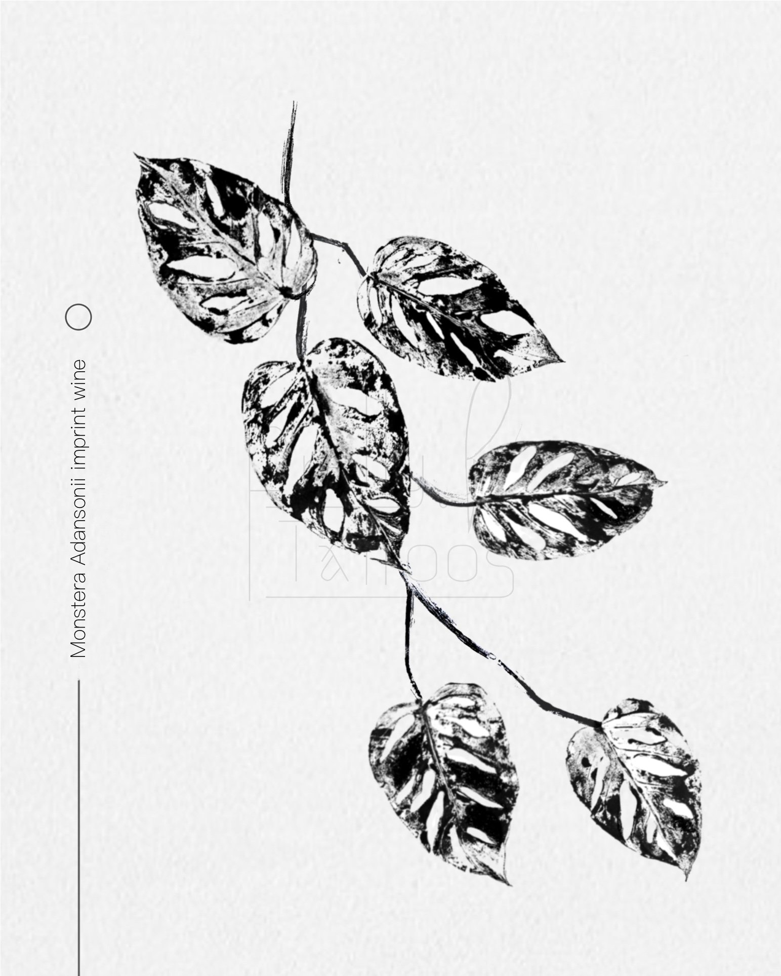 Monstera Adansonii imprint wine 
