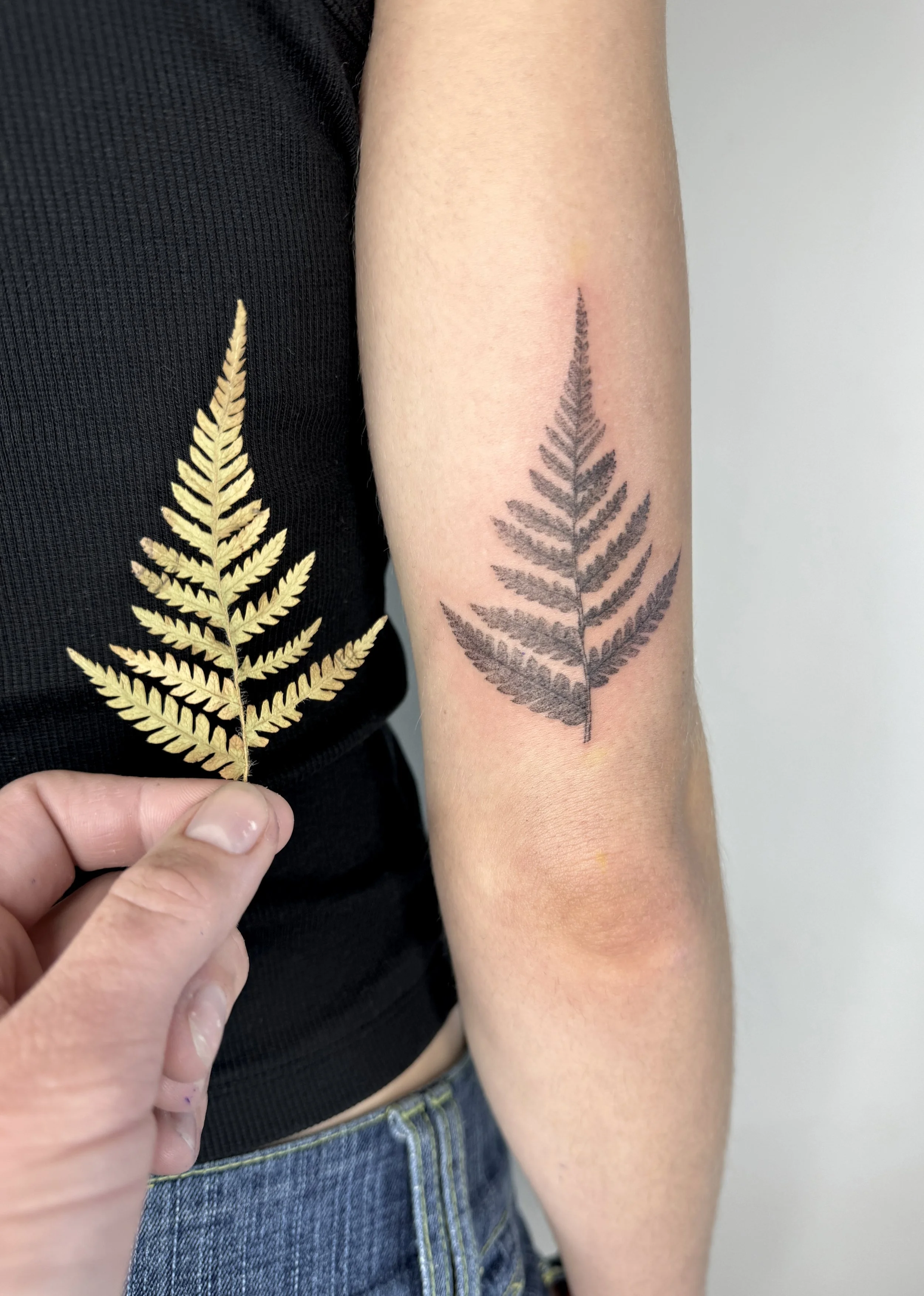 Tattoo of a microrelistic fern leaf on a person's upper arm, with the same leaf held in hand next to it. Fern from British Colombia
