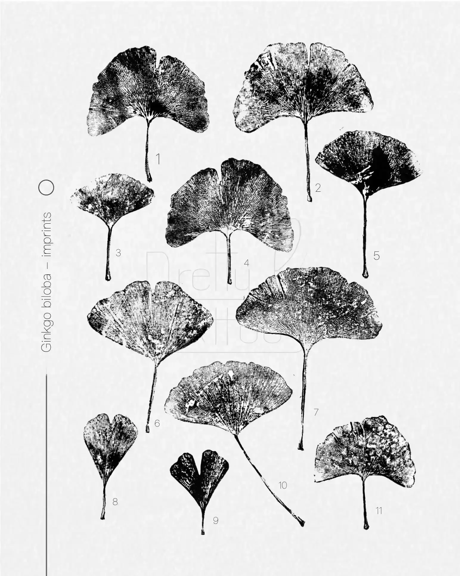 Gingko Biloba - Imprint