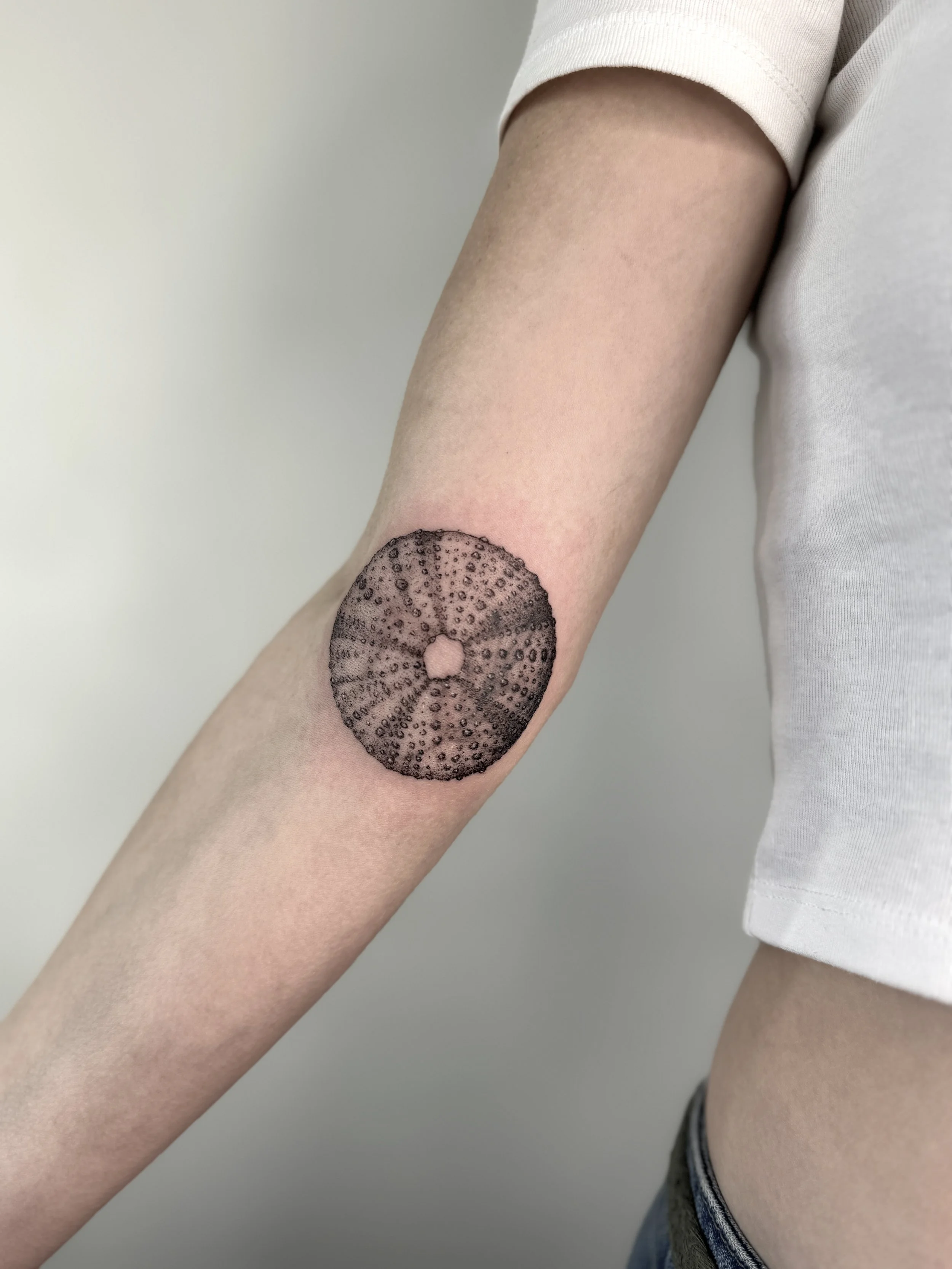 A tattoo of a microrealistic , detailed sea urchin shell on the inner forearm done in Vancouver, BC by Petra Zakoucka