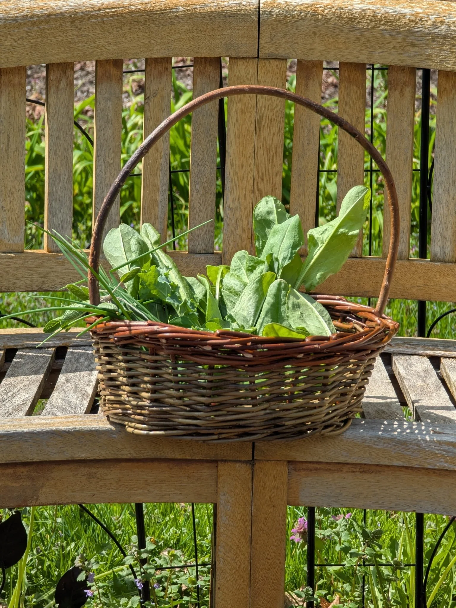 A wicker basket filled with green leafy plants rests on a wooden surface in front of a wooden fence. Green grass and some purple and white flowers grow behind the fence.