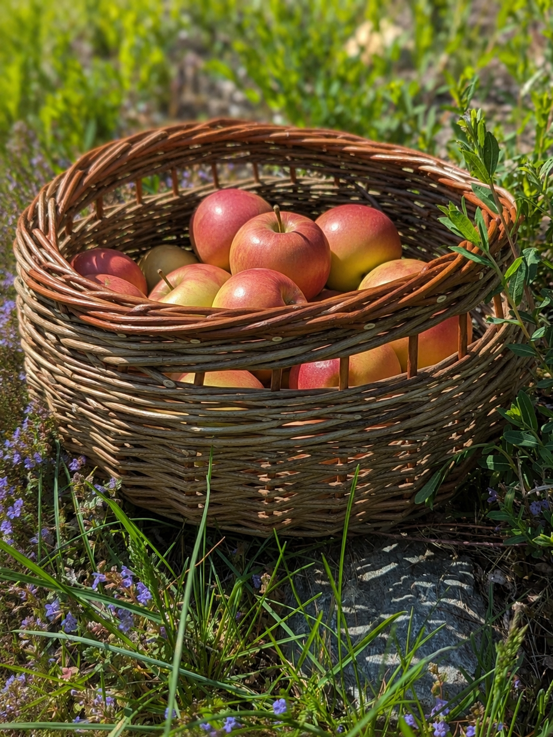 A wicker basket filled with red and green apples, sitting outdoors on grass and surrounded by small purple flowers and green foliage.