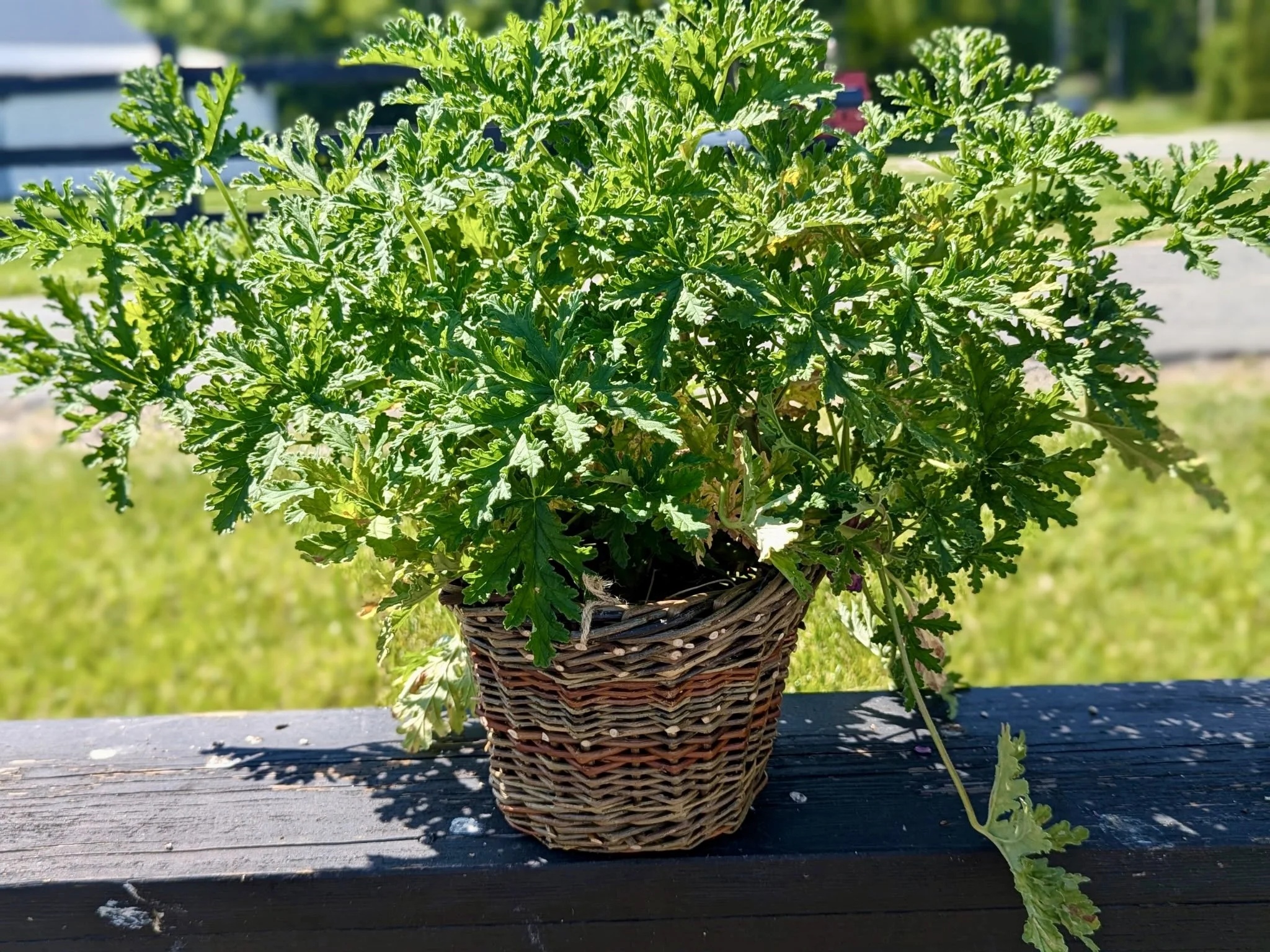 Wendling Willows Basketry Jardinere small green plant.jpg