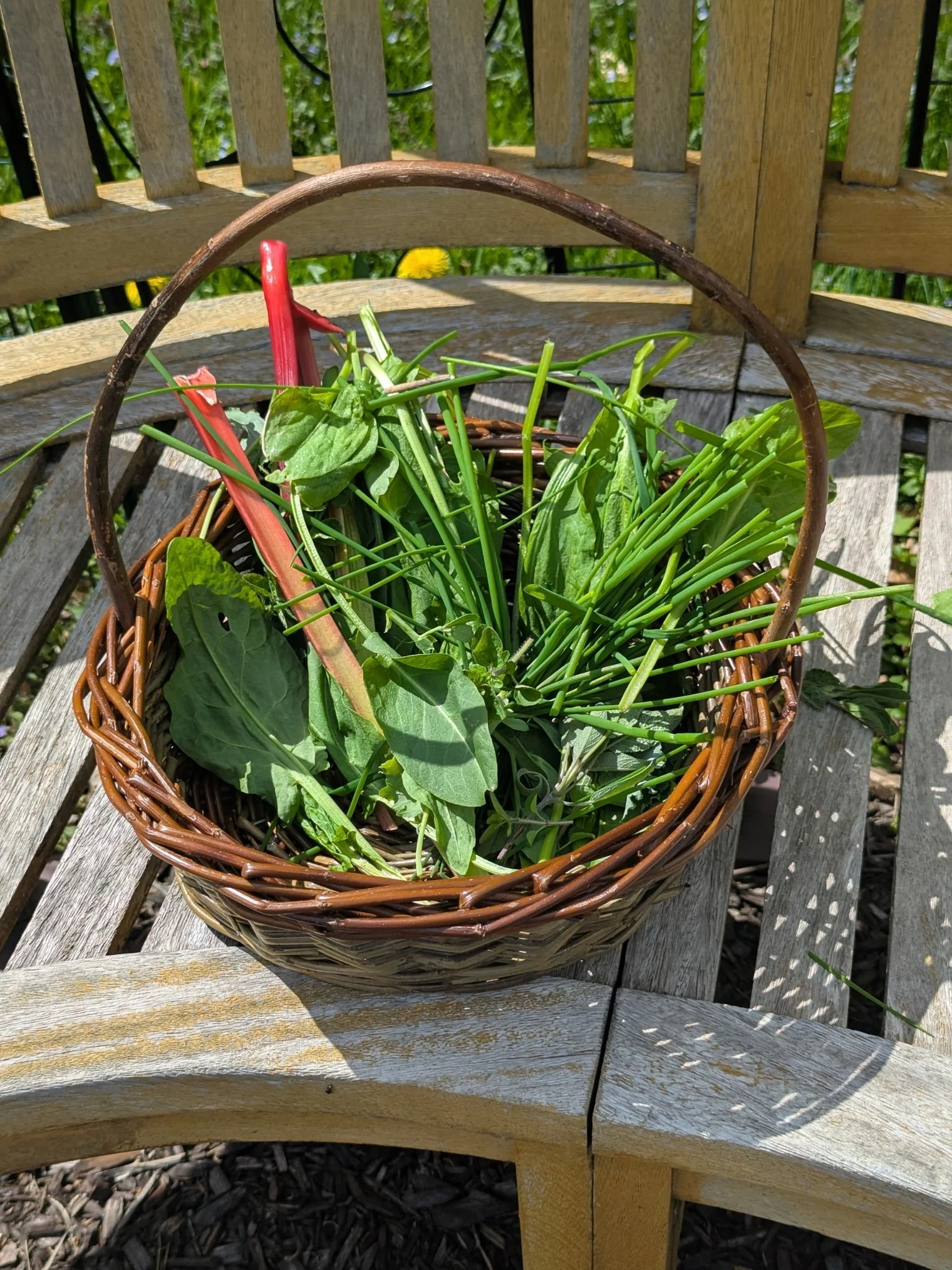 A woven basket filled with fresh green leafy vegetables sits on a wooden outdoor bench.