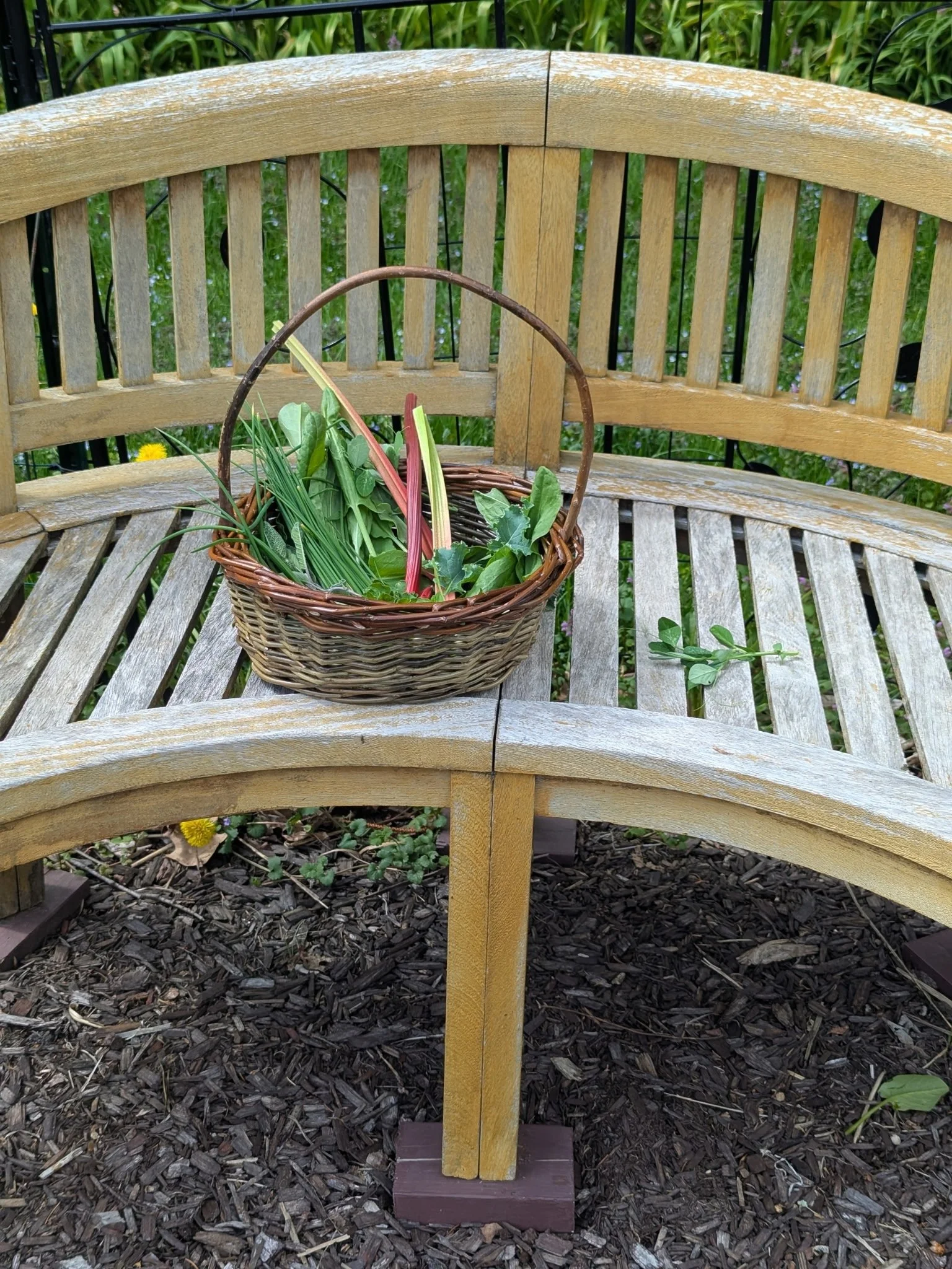 Wendling Willows Basketry Gathering basket seated on bench.jpg