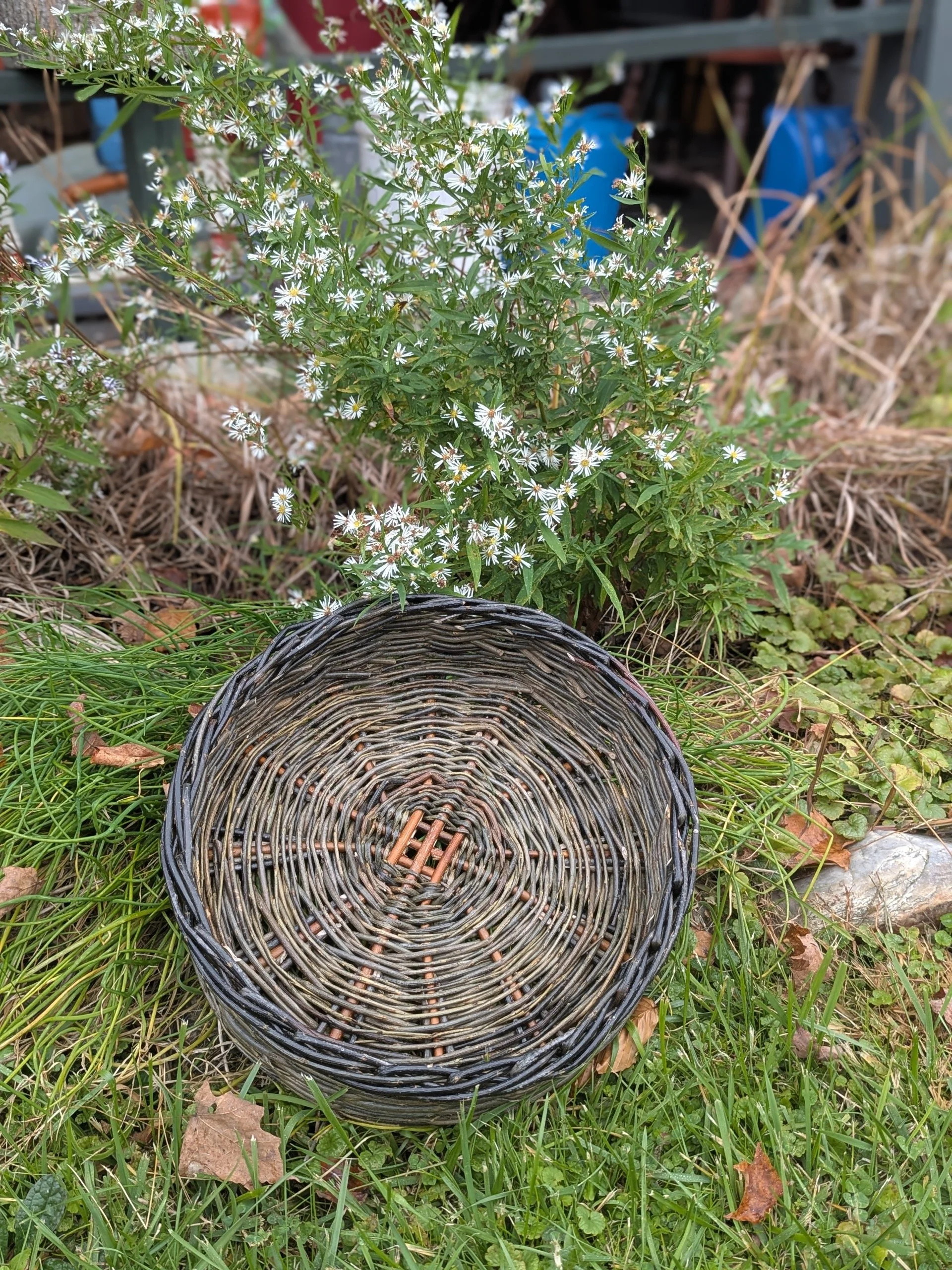 A small black woven basket placed on green grass next to a flowering plant with small white flowers.