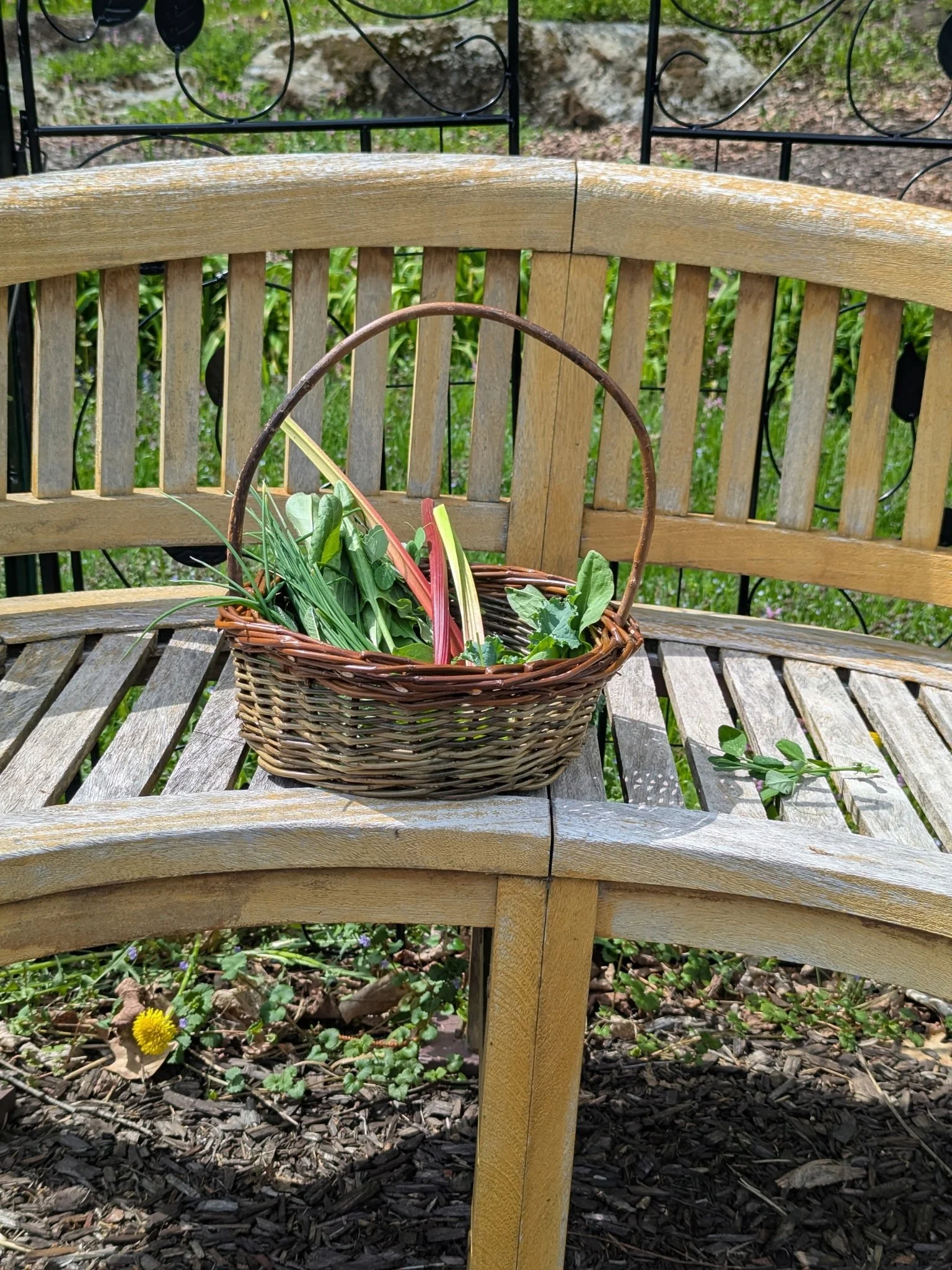 Wendling Willows Basketry Gathering basket on a bench filled with garden greens..jpg