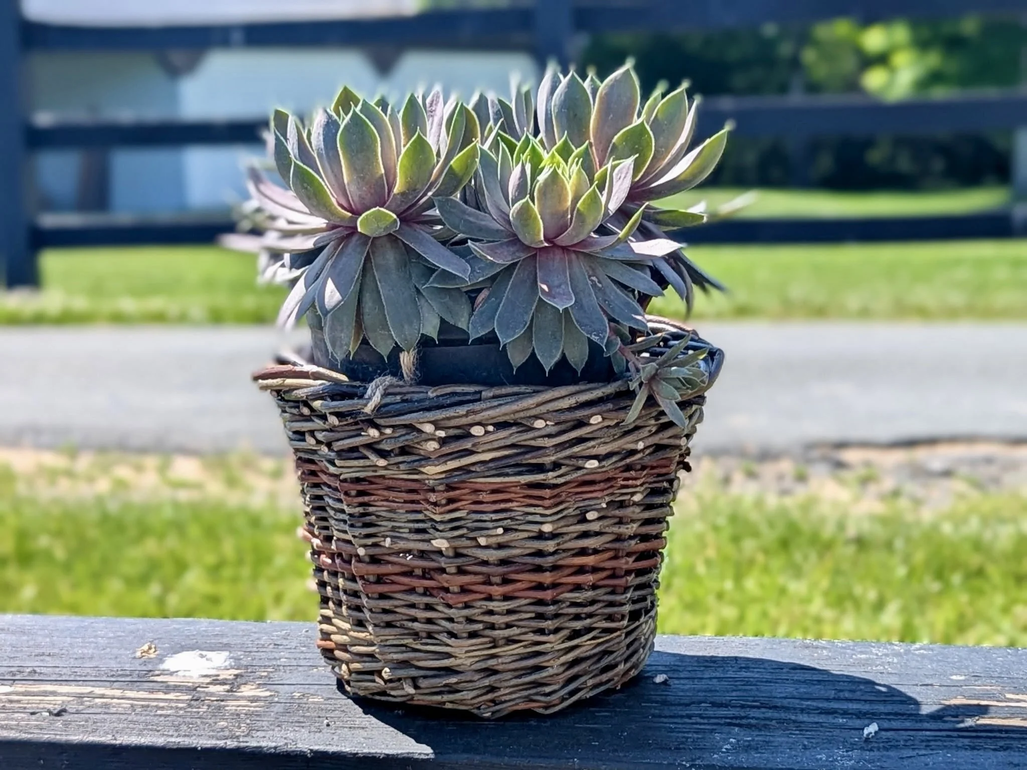 Wendling Willows Basketry Jardinere succulant.jpg