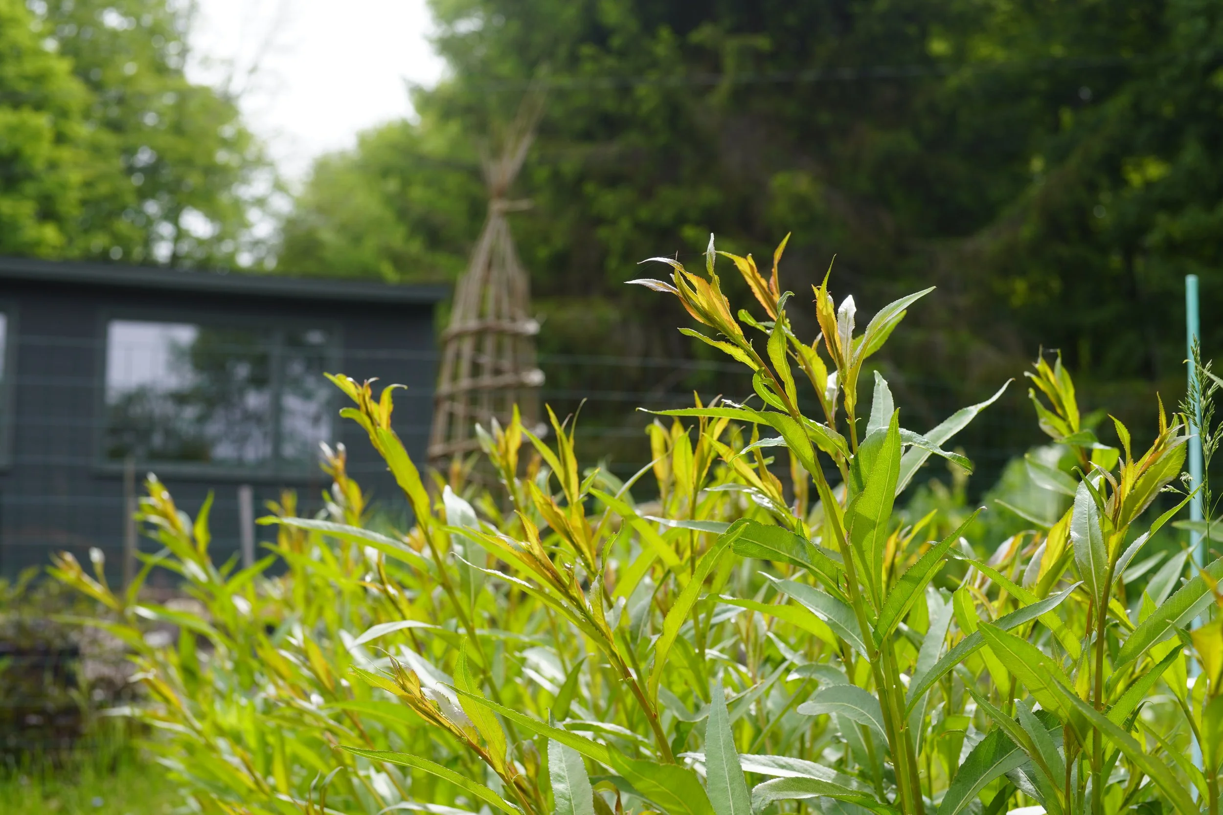 Close-up of green willow plants growing outside the Wendling Willows Basketry workshop.