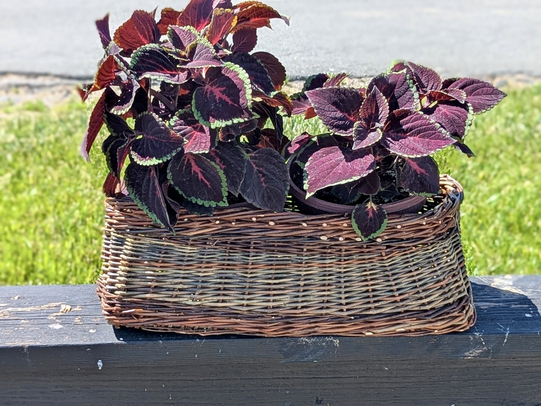 Wendling Willows Basketry Jardinere with 2 plants.jpg