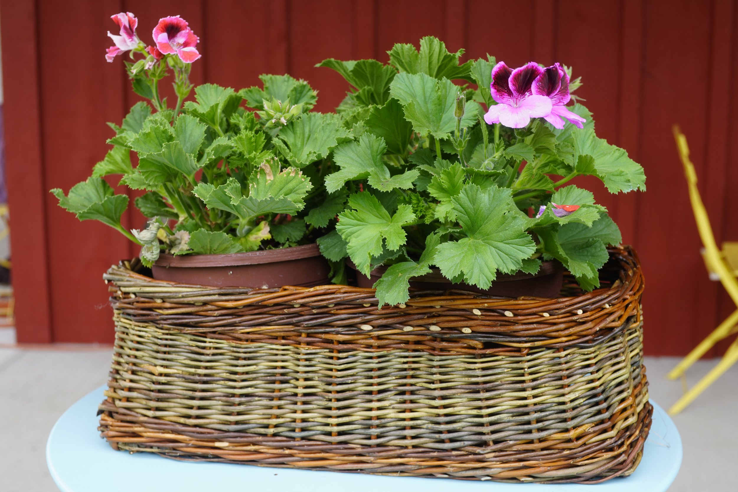 Wendling Willows Basketry 
