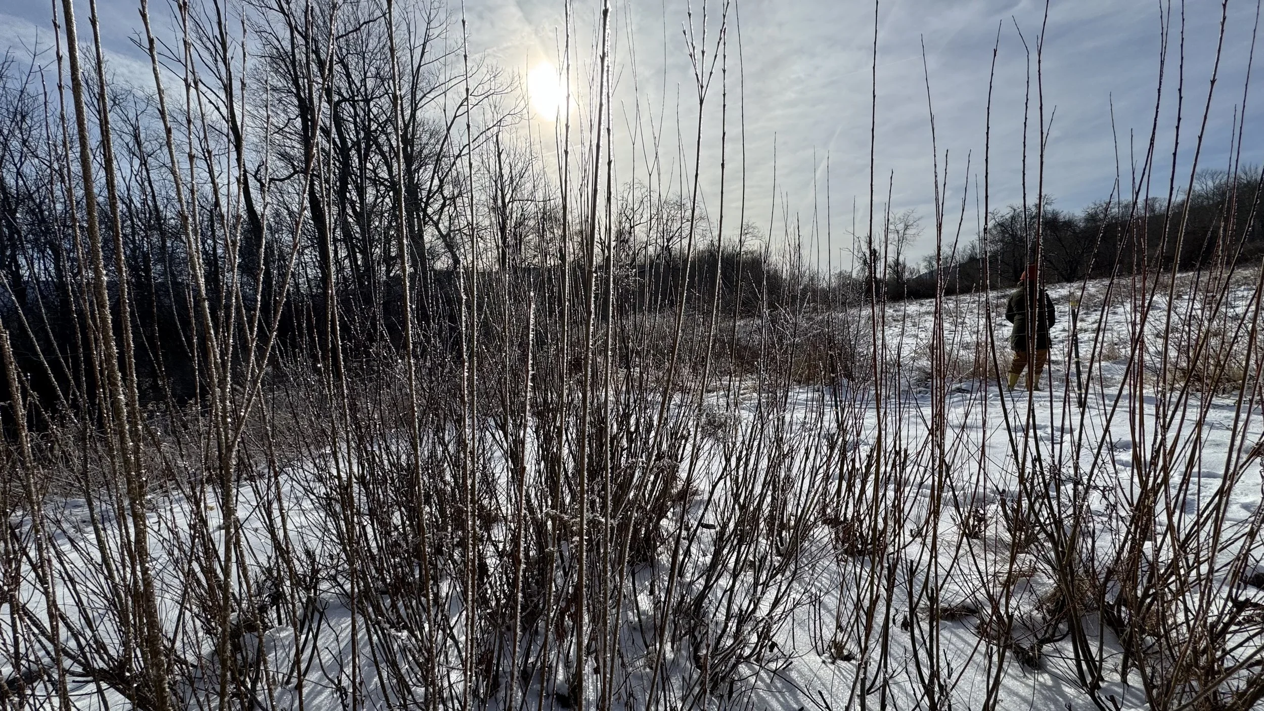 Snow-covered field with dry, leafless branches in the foreground. A person walking on the right side in a winter coat and pants, with a wooded area and hills in the background under a partly cloudy sky with the sun shining.