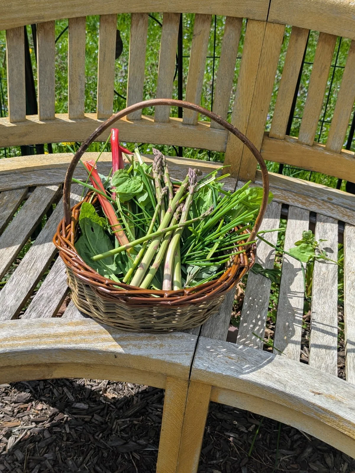 Wendling Willows Basketry Gathering basket with herbs.jpg