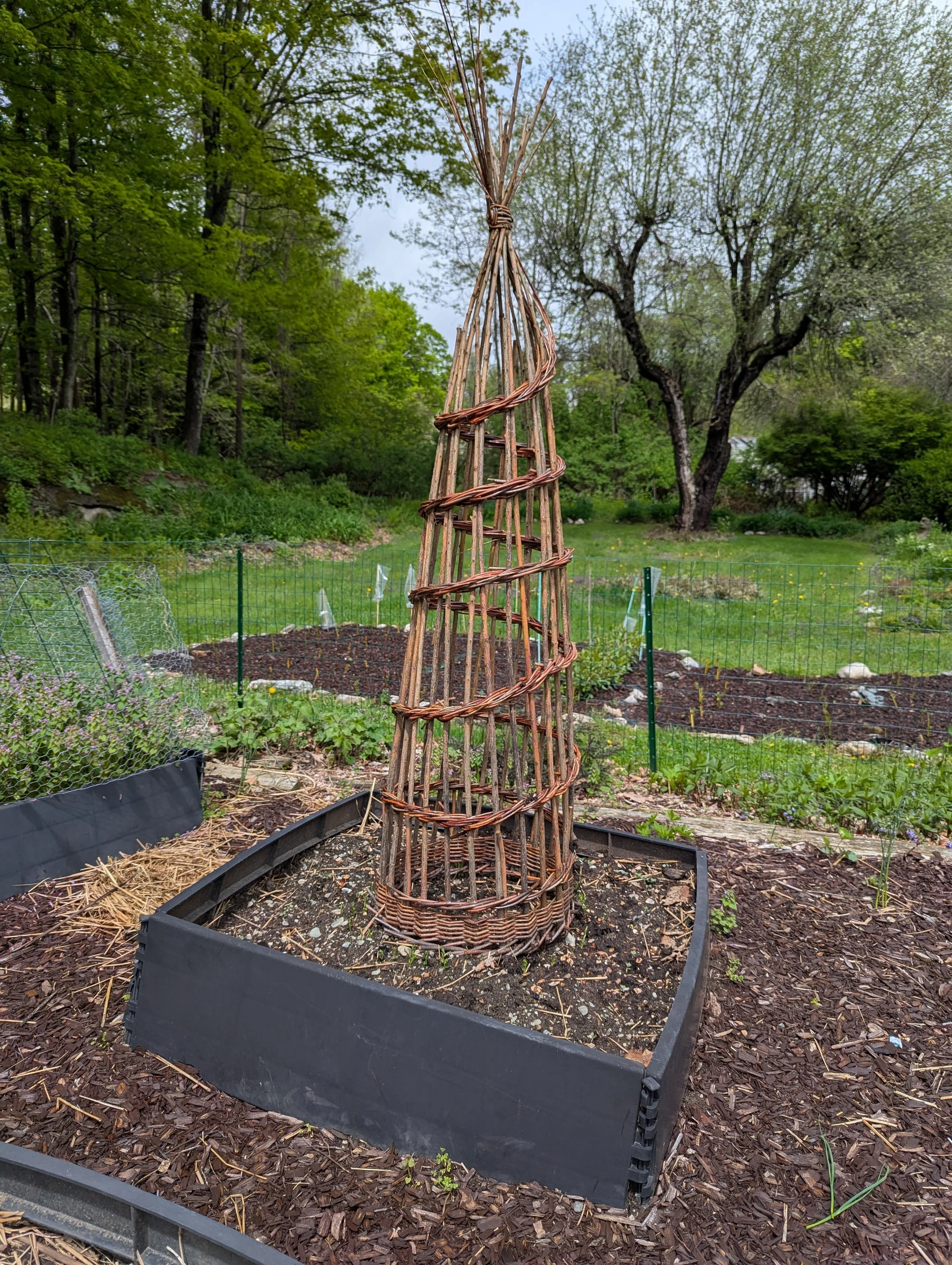 A wicker cone-shaped plant support in a garden with vegetable patches and trees in the background.
