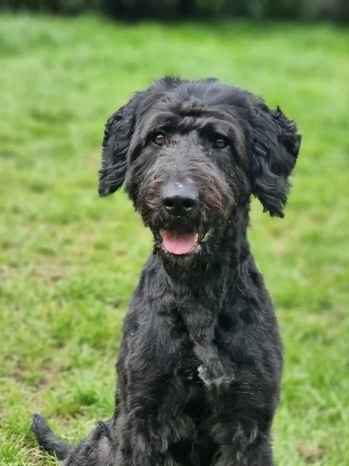 Fred 2 Year Old Black German Shepherd X Cockapoo looking for his forever home