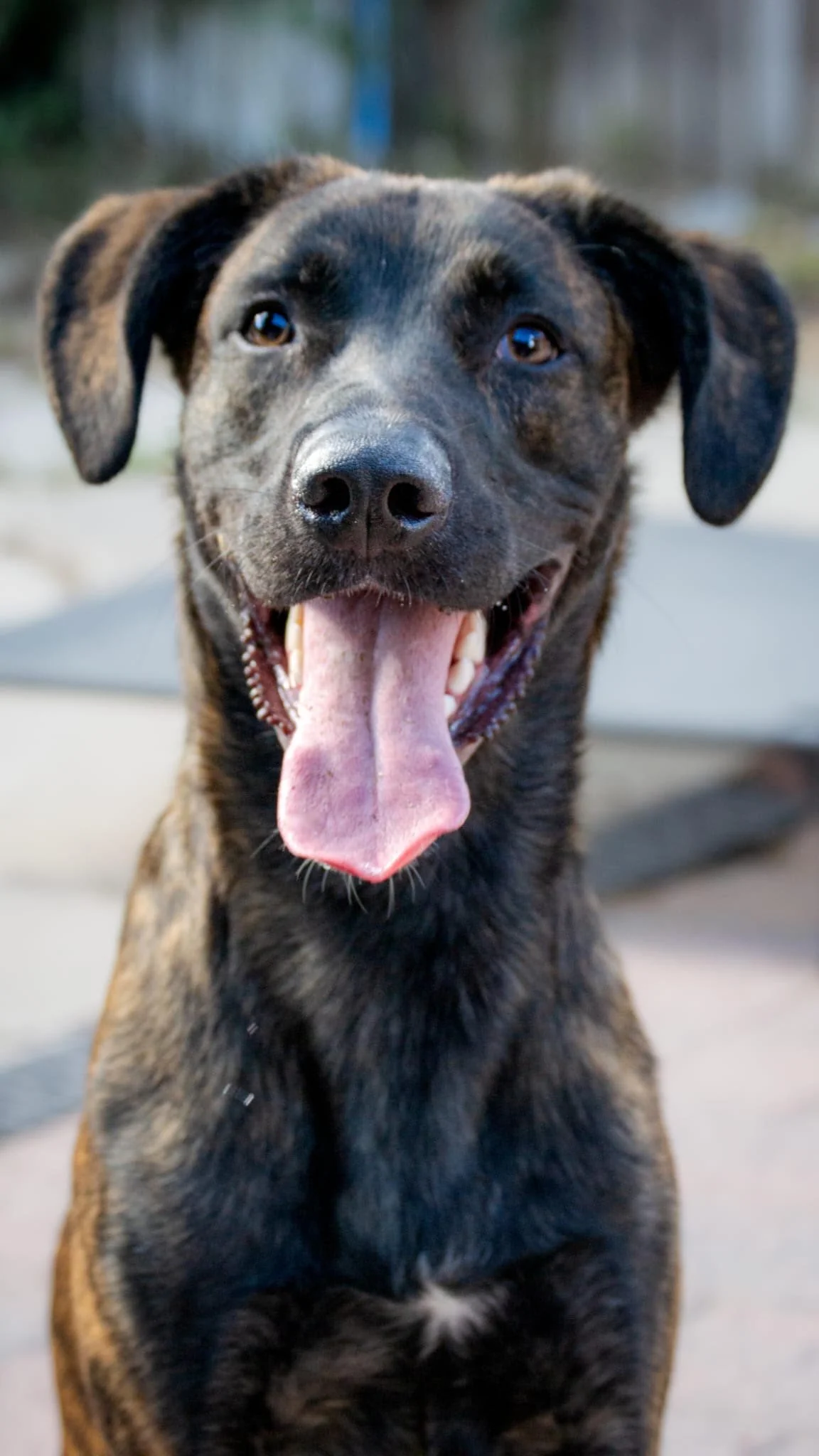 We Rescue Dogs, The Complicated Ones!