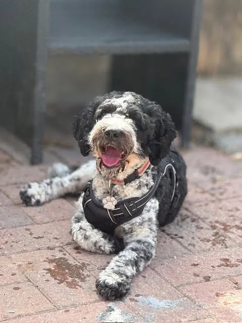 Bowie the cockapoo, currently undergoing behavioural rehabilitation