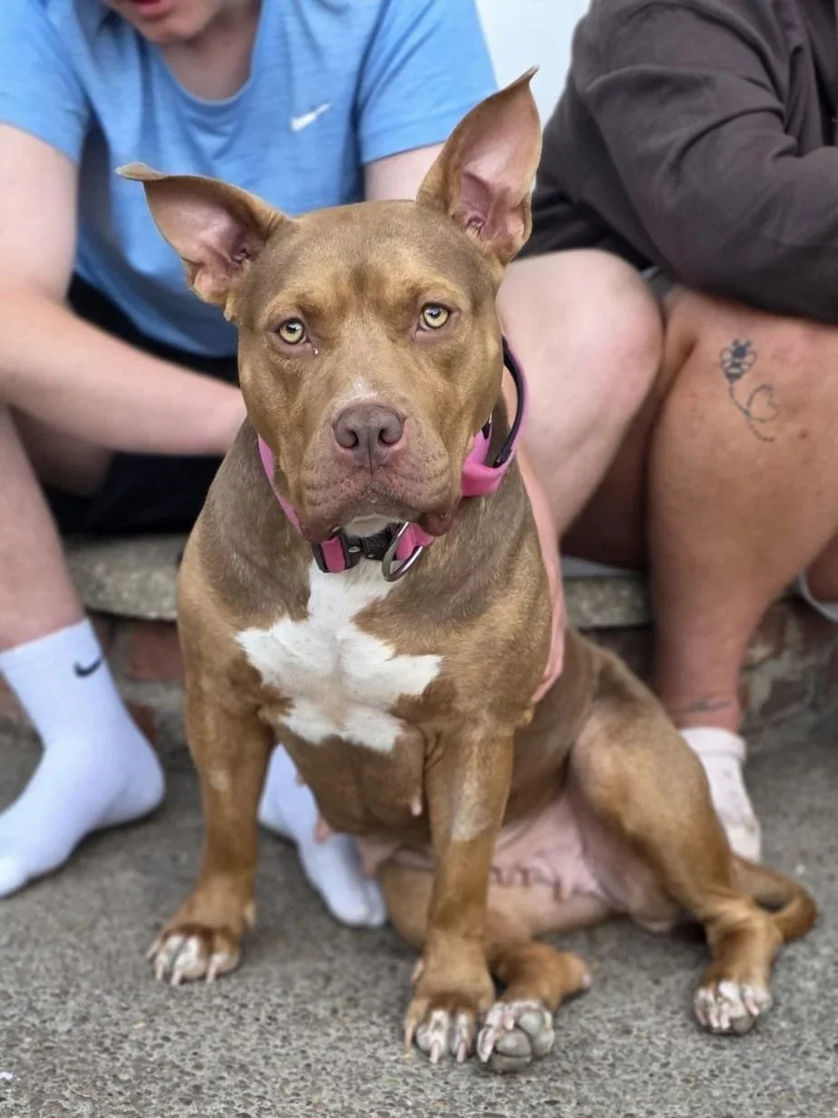 Pam, a brown rescue dog wearing a pink collar, sitting between two people