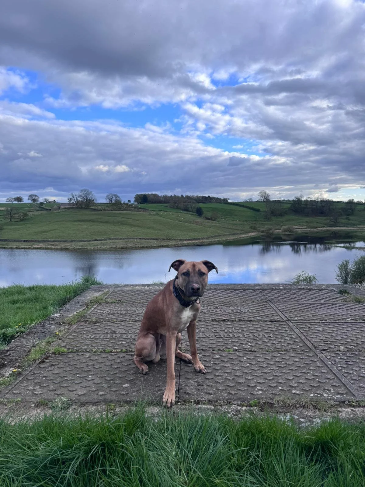 Rex, a former CWF rescue dog, enjoying life in his adopted home