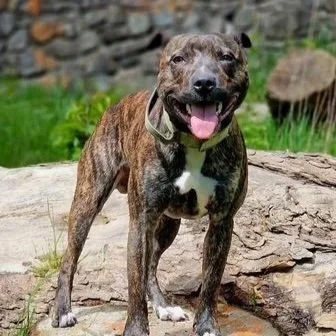 Bruno