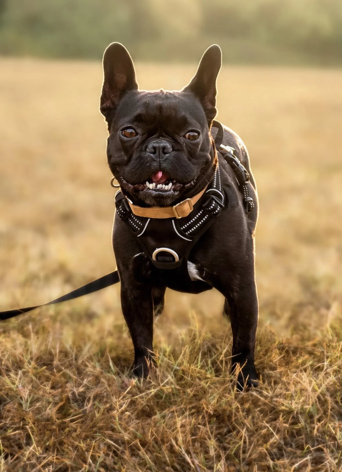 Ethel, a black rescue dog wearing a harness, standing in a sunlit field