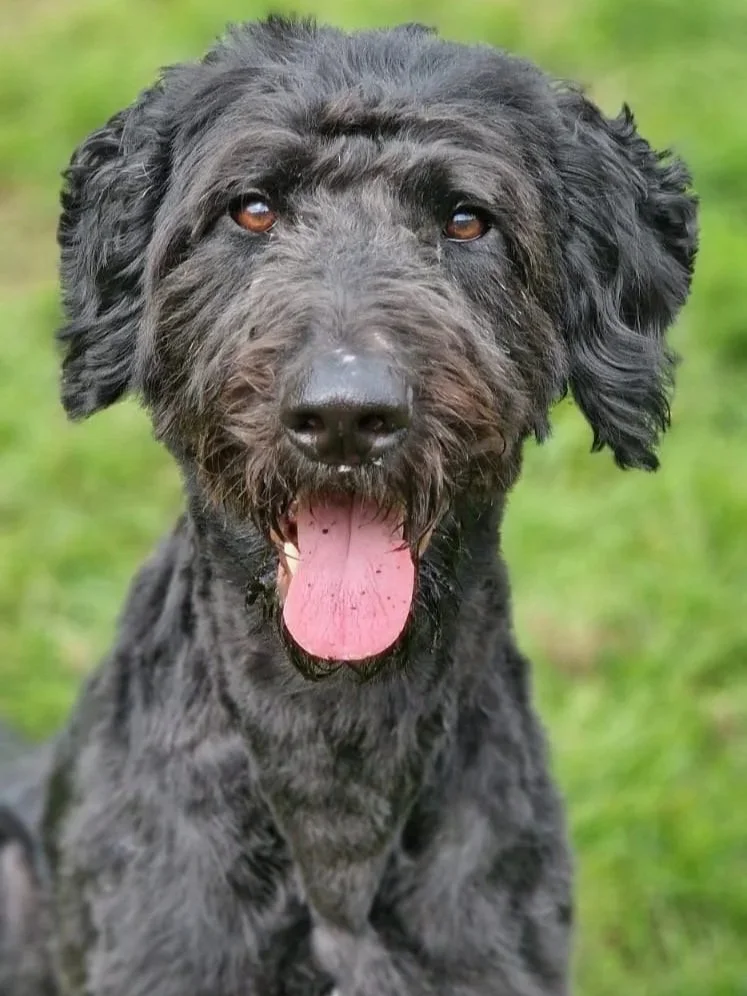 Fred, a rescue dog who is currently up for adoption from the CWF