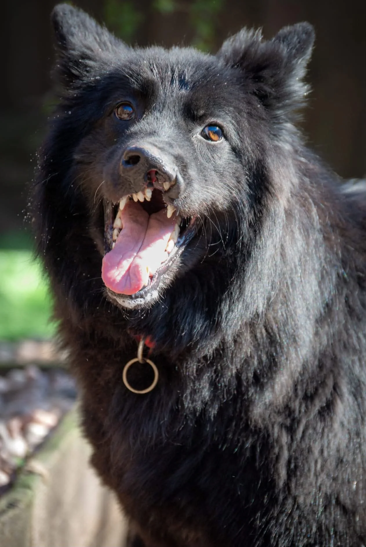 Jelly, a CWF rescue dog born with a cleft lip
