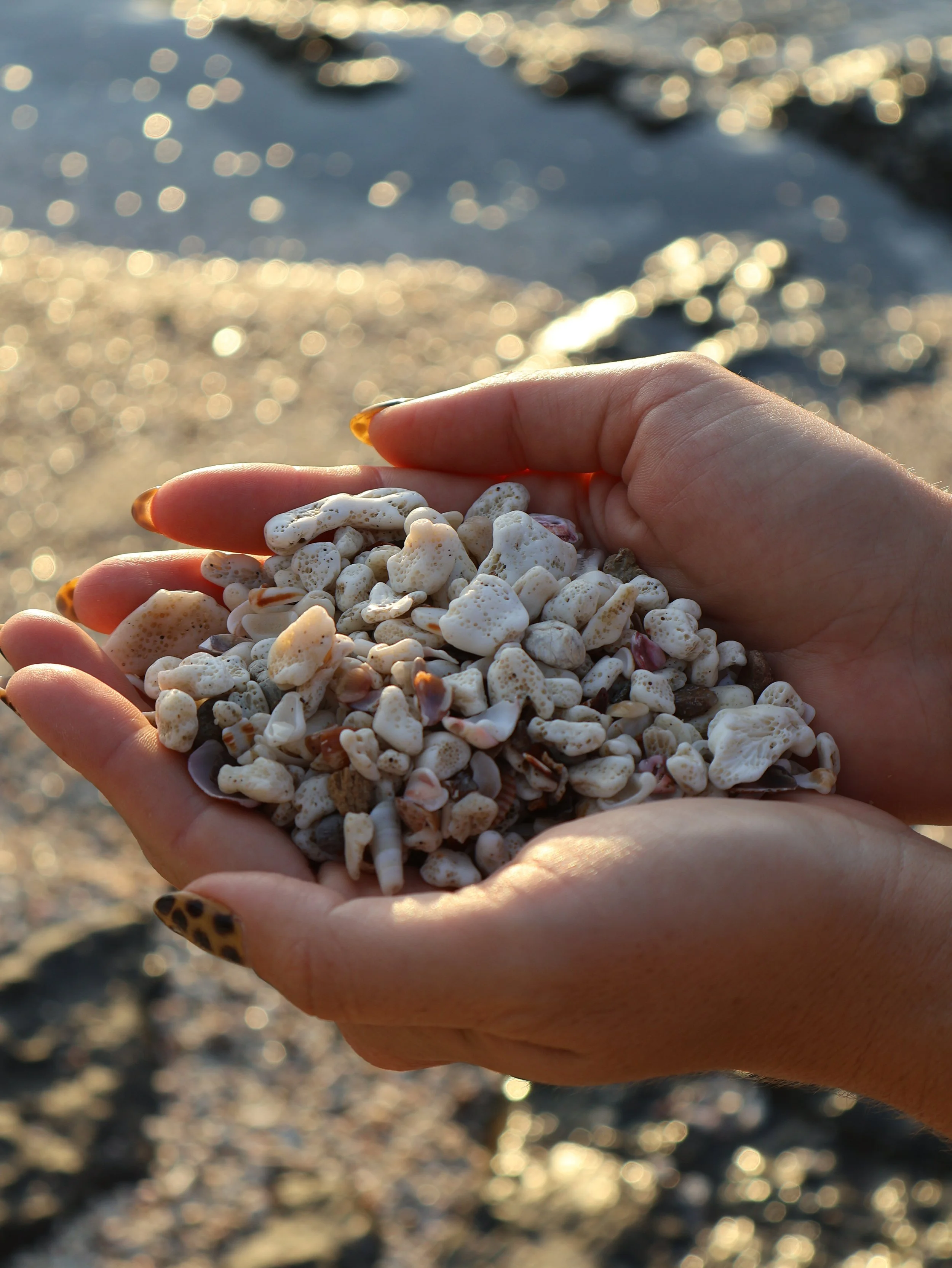 Close-up of hands holding a handful of small seashells on a beach with sunlight reflecting on the water in the background.
