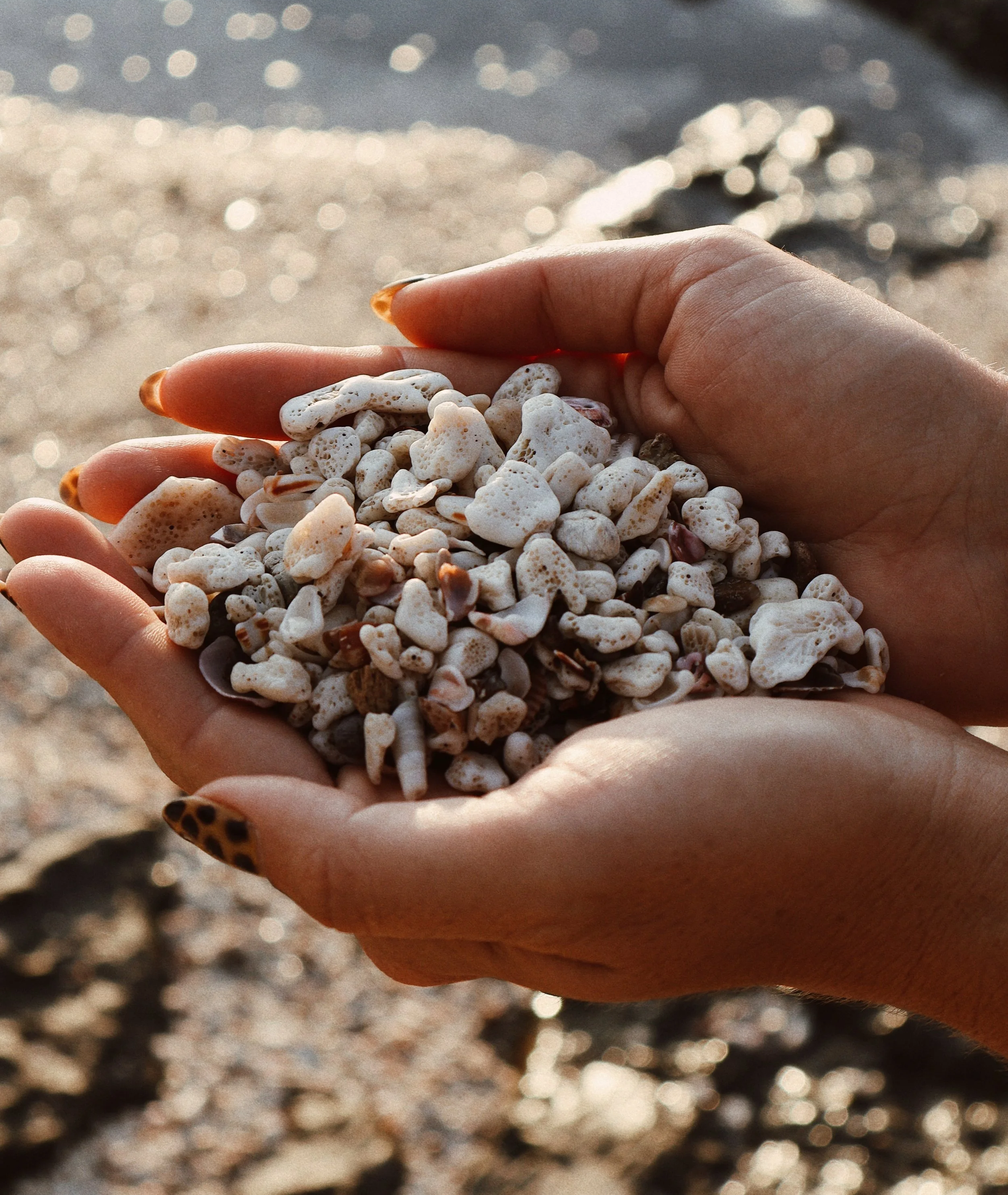 A person holds a handful of mixed small seashells and coral pieces on a beach, with the ocean in the background.