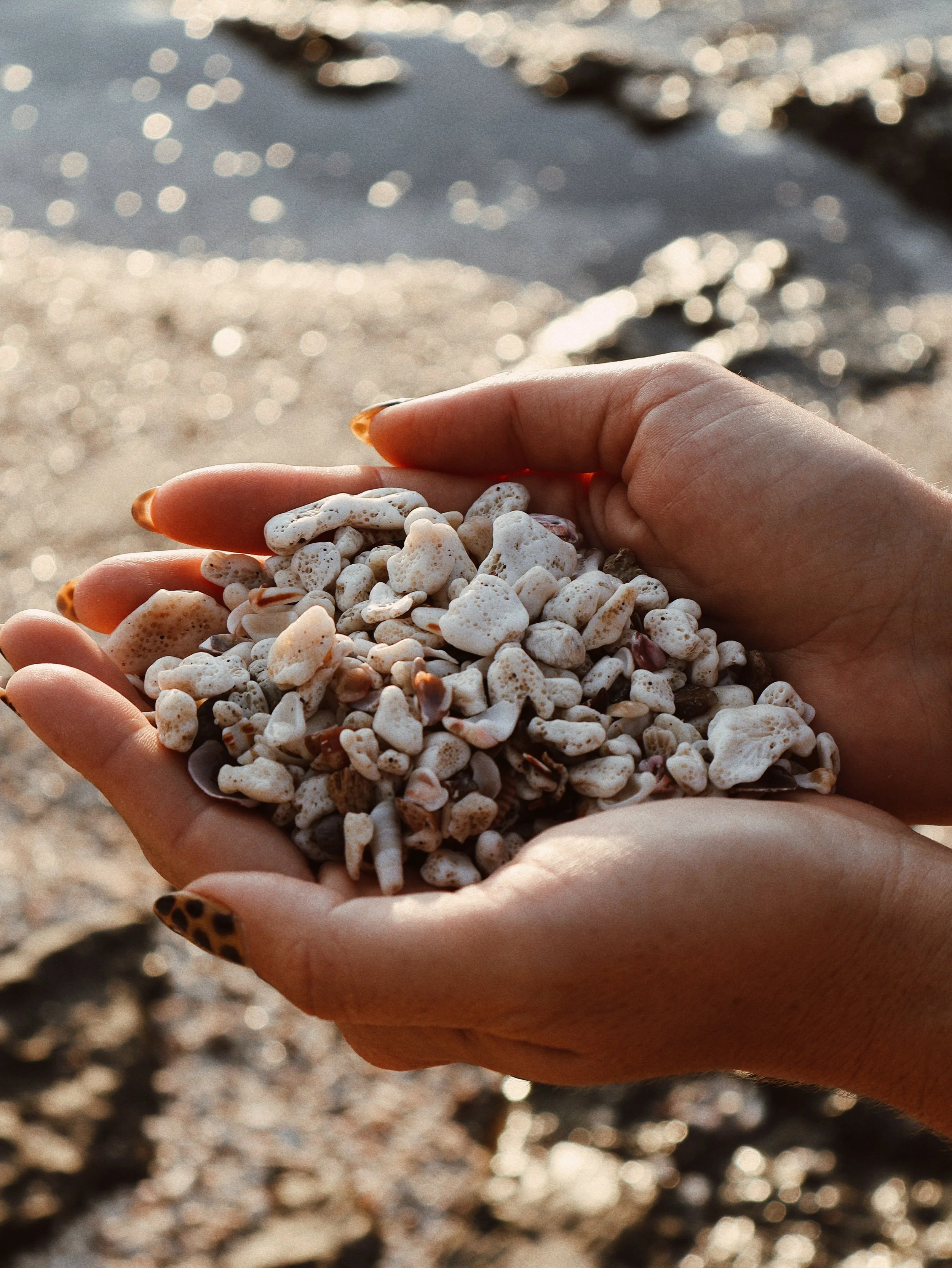 A pair of hands holding small white seashells at the beach with sunlight reflecting on the water in the background.